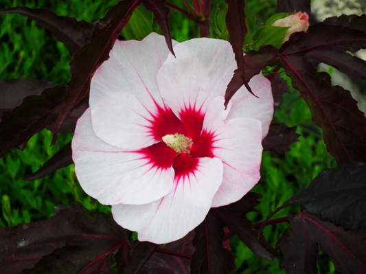 Hibiscus moscheutos Joli Heart

